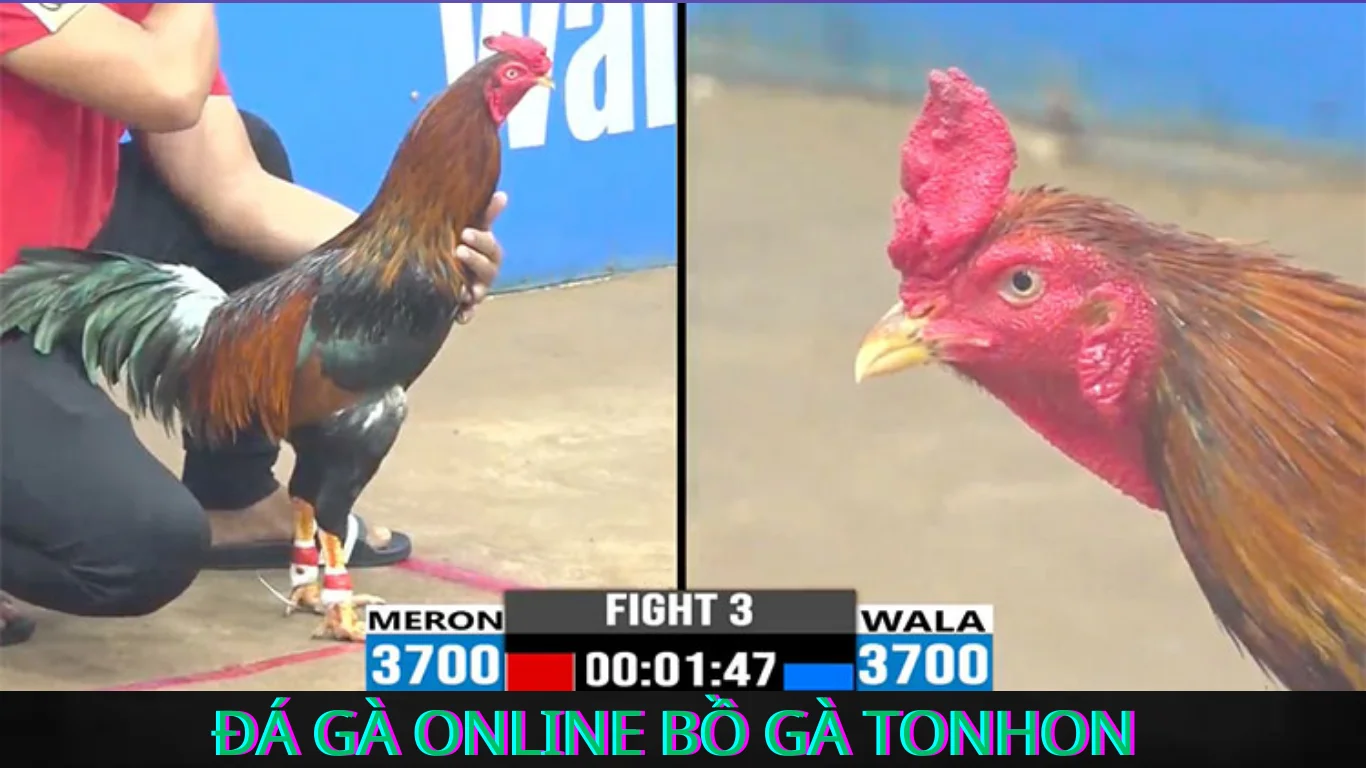 Xem Livestream Đá Gà Tonhon Ở Đâu Uy Tín?