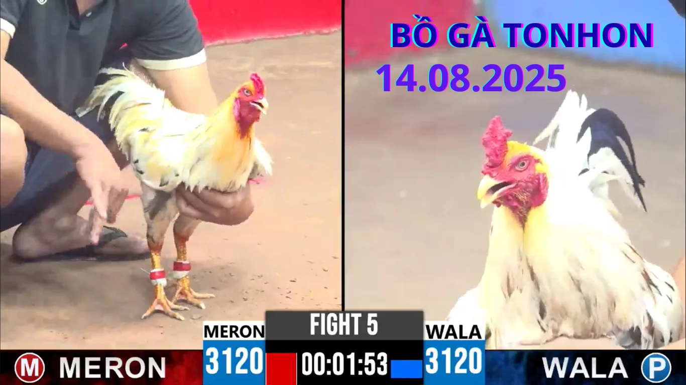 Địa Chỉ Xem Đá Gà Tonhon Live Uy Tín Tại Việt Nam