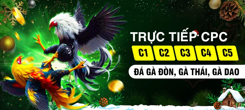 Kinh nghiệm xem đá gà BJ66 trực tuyến thắng lớn