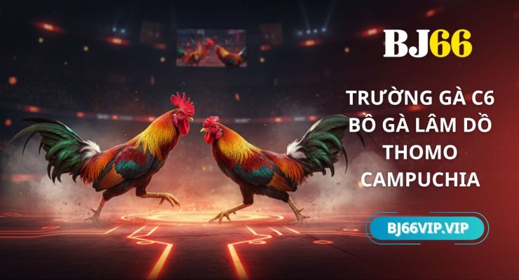 trường gà c6
